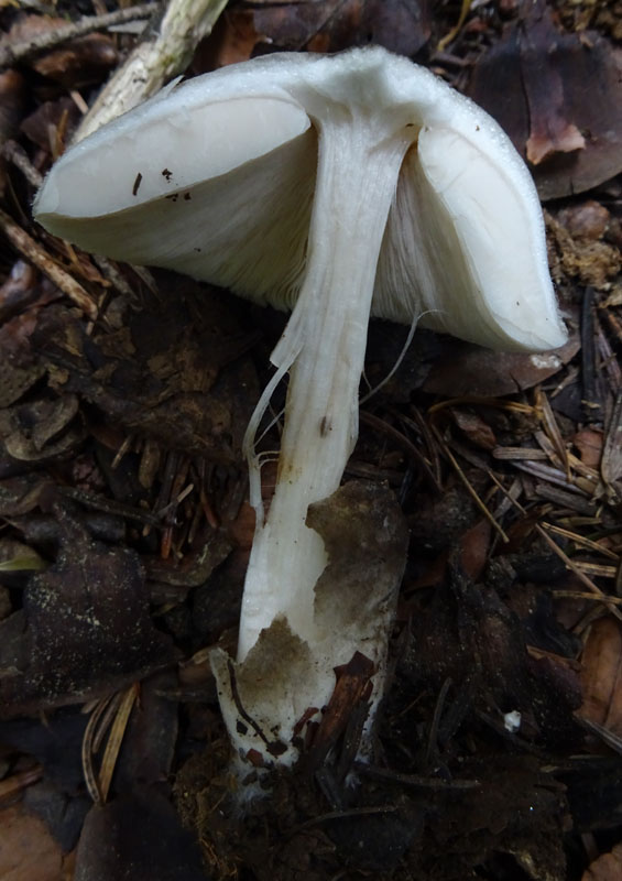 forse: Volvariella caesiotincta